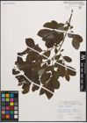 Foto von Salix cinerea L.